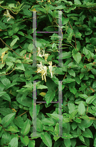 Picture of Lonicera japonica 'Halliana'