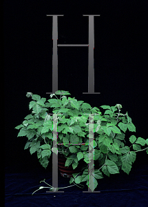Picture of Cissus rhombifolia 