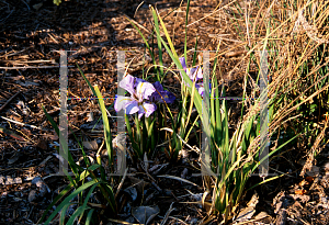 Picture of Iris unguicularis 
