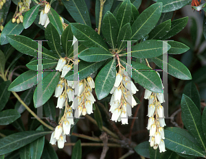 Picture of Pieris japonica var. amamiana 