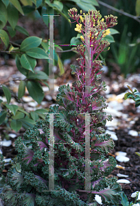 Picture of Brassica oleracea (Acephala Group) 