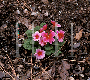 Picture of Primula vulgaris 'Wanda Mix'