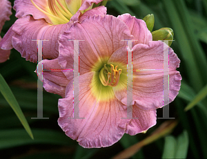 Picture of Hemerocallis  'Siloam Lilac Magic'