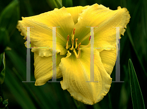 Picture of Hemerocallis  'Beauty To Behold'