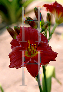 Picture of Hemerocallis  'Siloam Red Ruby'