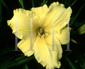 Picture of Hemerocallis  'Olin Criswell'