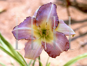 Picture of Hemerocallis  'Lavender Blush'
