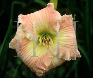Picture of Hemerocallis  'From Morning Dews'