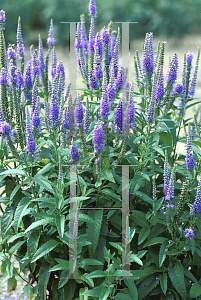 Picture of Veronica longifolia 'Foersters Blue'