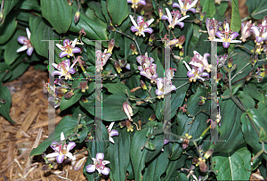 Picture of Tricyrtis x 'Tojen'