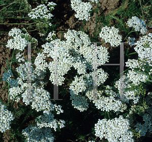 Picture of Achillea millefolium 'White Beauty'