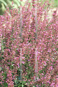 Picture of Agastache  'Pink Panther'