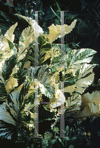 Picture of Armoracia rusticanna 'Variegata'