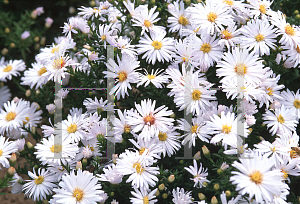 Picture of Aster x 'White Opal'