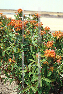 Picture of Euphorbia griffithii 'Fireglow'