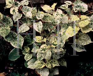 Picture of Polygonum japonicum 'Variegatum'