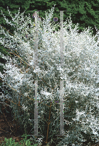 Picture of Artemisia ludoviciana 'Silver King'