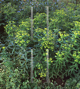 Picture of Euphorbia wallichii 