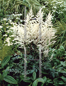 Picture of Astilbe x arendsii 'Bumalda'
