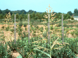 Picture of Sorghum halapense 