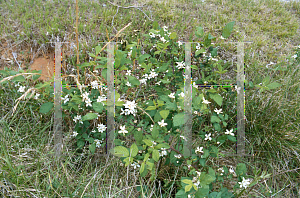 Picture of Smilax rotundifolia 