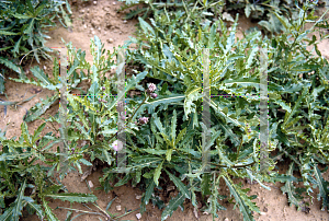 Picture of Cirsium arvense 