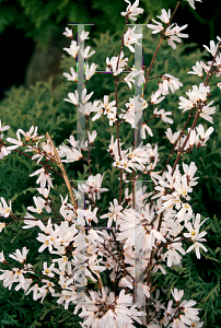 Picture of Abeliophyllum distichum 