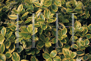 Picture of Euonymus fortunei 'Roemertwo(Gold Splash)'