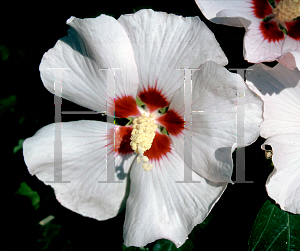 Picture of Hibiscus syriacus 'Mathilde(Blush Satin)'