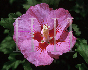 Picture of Hibiscus syriacus 'Pink Petticoat'