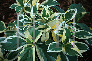 Picture of Hydrangea macrophylla 'Lemon Wave'