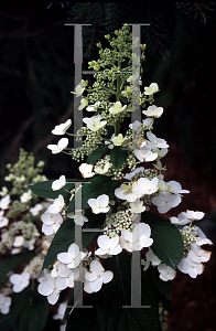 Picture of Hydrangea paniculata 'Pee Wee'