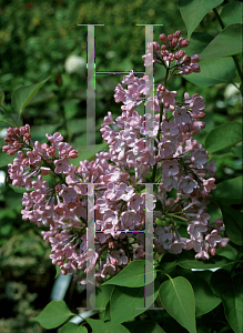 Picture of Syringa x hyacinthiflora 'Maiden's Blush'