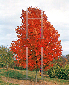 Picture of Acer saccharum 