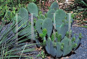 Picture of Opuntia  'True Burbank Thornless'