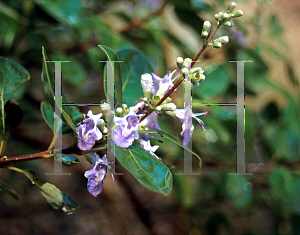 Picture of Vitex rotundifolia 