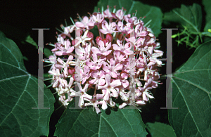 Picture of Clerodendrum bungei 