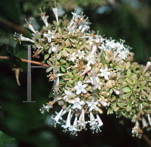 Picture of Abelia chinensis 