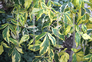 Picture of Acer negundo 'Aureo-marginata'