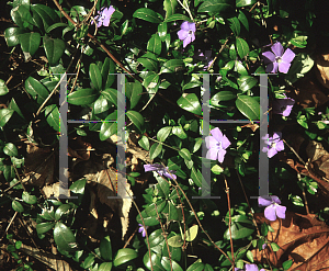 Picture of Vinca minor 'Bowle's Variety'