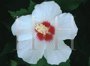 Picture of Hibiscus  'Tosca'