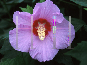 Picture of Hibiscus  'Lohengrin'
