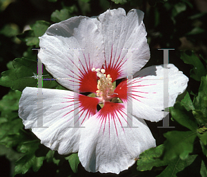 Picture of Hibiscus syriacus 'Monstrosus'