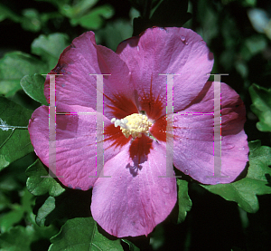 Picture of Hibiscus syriacus 'Rubis'