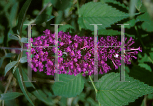 Picture of Buddleia davidii 'Nanho Purple'
