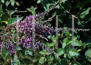 Picture of Buddleia lindleyana 'Glouster'