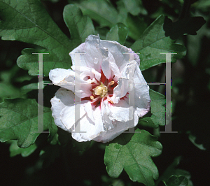 Picture of Hibiscus syriacus 'Cicola'