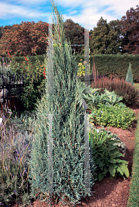 Picture of Juniperus scopulorum 'Medora'