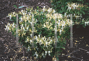 Picture of Lonicera x 'Honey Baby'