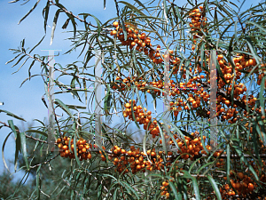 Picture of Hippophae rhamnoides 